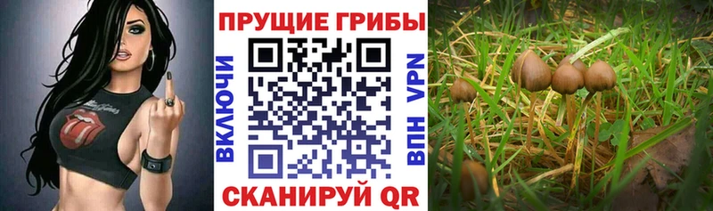 цены   Гатчина  Псилоцибиновые грибы GOLDEN TEACHER 